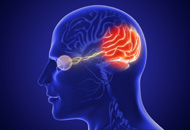 diagram showing a visual representation of how the eye connects to the brain