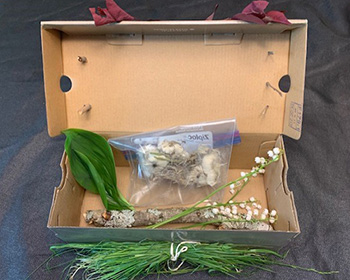 An open shoe box with outdoor objects inside. These include a bag of seeded out dandelion heads, a small tree branch with lichen, and lily of the valley flowers stems and leaves.